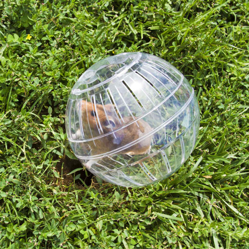 Hamsterball transparent 1