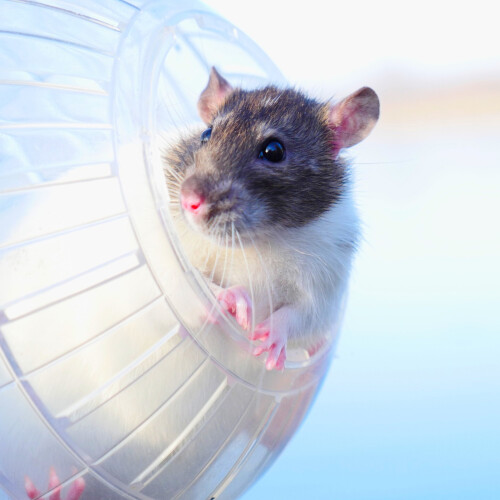 Hamsterball transparent 2