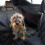 Hundedecke Auto 2