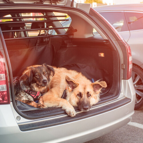 Hundedecke Auto 2