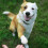 Agility for dogs Seesaw 5