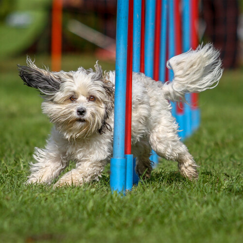 Agility for dogs Seesaw 2