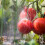 Tomaten Rankhilfe 2er Set 3