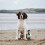 Animology Stink Bomb Deodorising Dog Spray 250ml 2