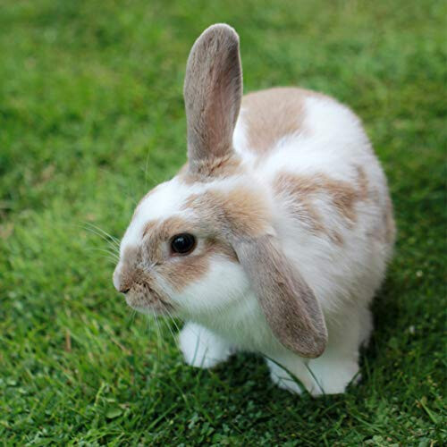 Extra Select Premium Mix with Dried Grass Rabbit Feed, 12.5 kg 2