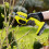 Ryobi Ryobi ONE+ Secateurs 18V RY18SCA-120 2.0Ah Kit 4