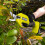 Ryobi Ryobi ONE+ Secateurs 18V RY18SCA-120 2.0Ah Kit 5