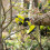 Ryobi Ryobi ONE+ Secateurs 18V RY18SCA-120 2.0Ah Kit 6