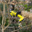 Ryobi Ryobi ONE+ Secateurs 18V RY18SCA-120 2.0Ah Kit 8