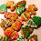12PCS Cookie Shape Christmas Cookie Cutter Set Kids Cookie Shape Cookie Cutter Set with Ejector Interesting Decorations 3