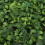 Living And Home 40x60cm Artificial Plant Wall Hedge Greenery Panel 3