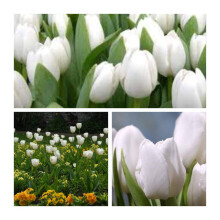 Triumph Tulip White Dream x 30 Bulbs Size 10/11
