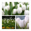 Triumph Tulip White Dream x 30 Bulbs Size 10/11 1
