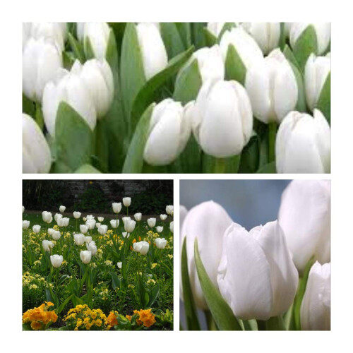 Triumph Tulip White Dream x 30 Bulbs Size 10/11