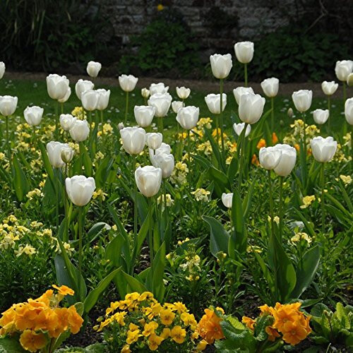 Triumph Tulip White Dream x 30 Bulbs Size 10/11 2