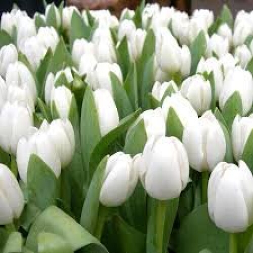 Triumph Tulip White Dream x 30 Bulbs Size 10/11 1