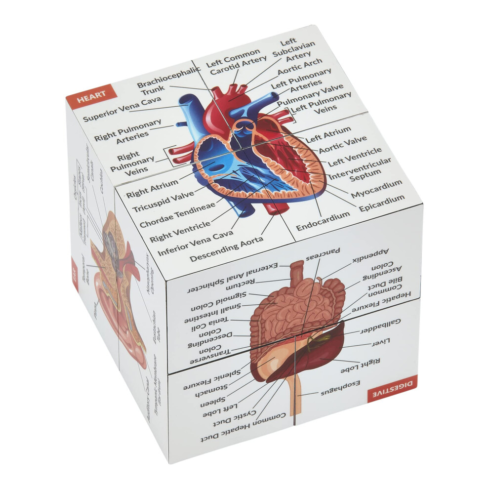 Human Anatomy Study Cube | Study 9 Parts of The Human Body | Perfect Anatomy Revision Guide | Addictive Anatomy Model Cube | Great Gift For Nurse,