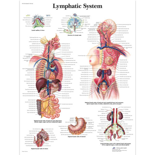 Human Anatomy - Lymphatic System Chart, Paper Version