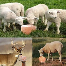 Himalayan Organic Sheep Pet Licking salt pure pink rock chunk 3-5KG