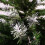 Snow Time (6FT) Colorado Spruce Frosted Christmas Tree Green 4