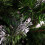 Snow Time (7FT) Colorado Spruce Frosted Christmas Tree Green 3