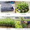 200 Pcs Biodegradable Non-Woven Nursery Bags 8x10cm 7