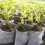 200 Pcs Biodegradable Non-Woven Nursery Bags 8x10cm 2
