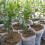 200 Pcs Biodegradable Non-Woven Nursery Bags 8x10cm 3