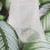 200 Pcs Biodegradable Non-Woven Nursery Bags 8x10cm 15