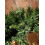 Snow Time 2ft/90cm Kateson Fir Swag with 108 Tips 3