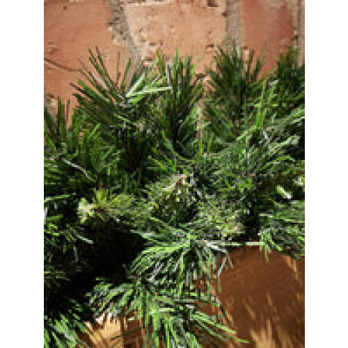 Snow Time 2ft/90cm Kateson Fir Swag with 108 Tips 2