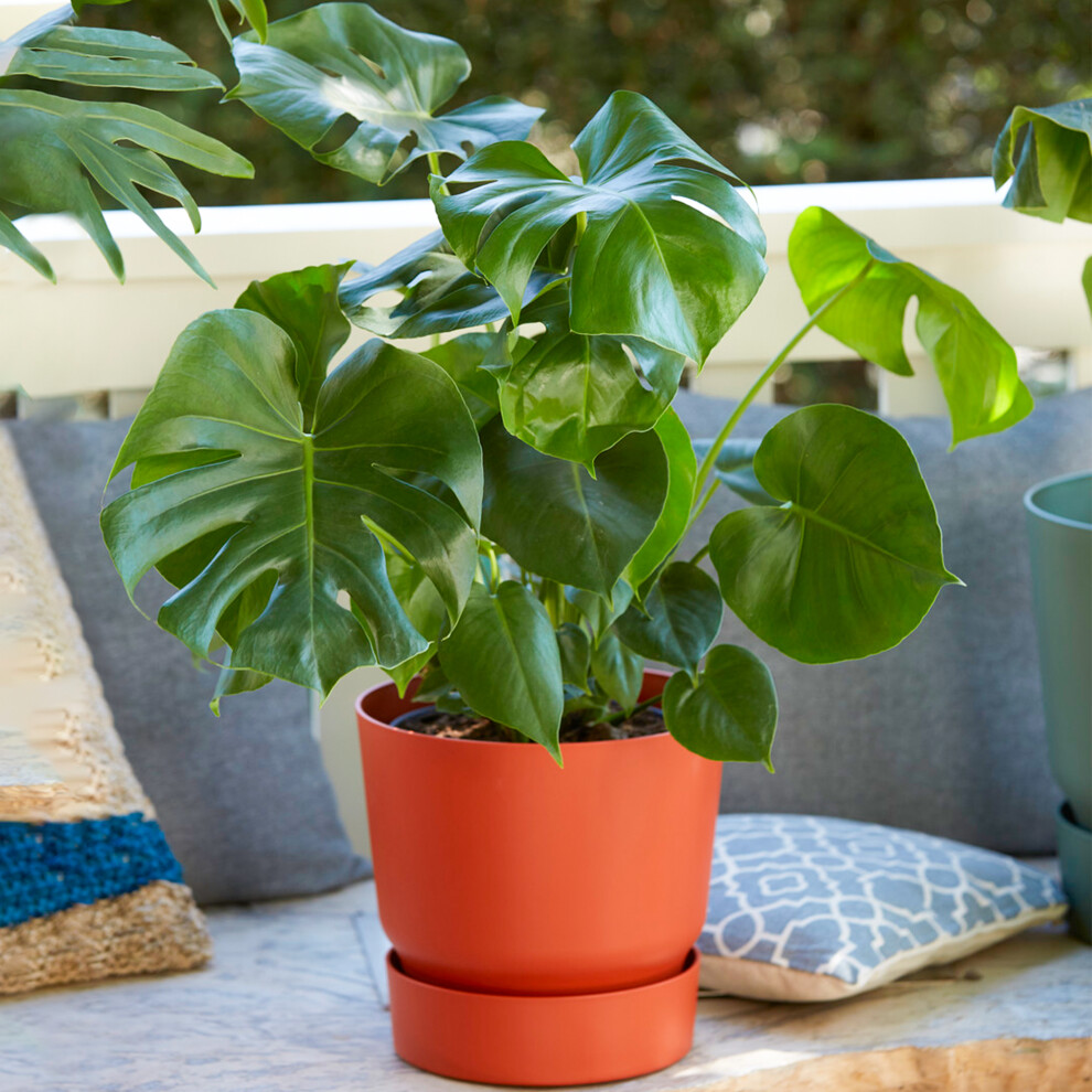 1 x Monstera Swiss Cheese Plant for Sale | Perfect for Home or Office | 40-50cm