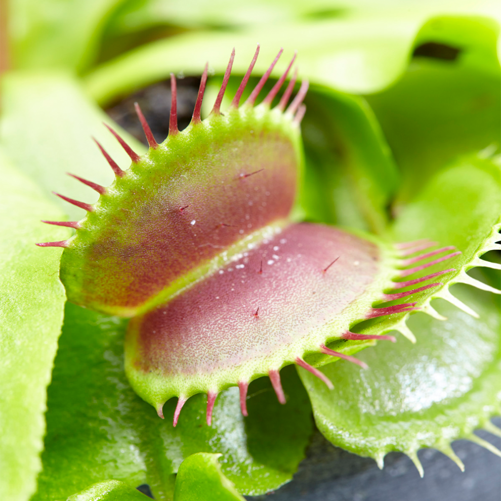 Venus Fly Trap Tropical Indoor House Plant Dionea Muscipula for Office 9cm Pot