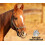 Intrepid International Hock Shield Ultra Protector Large/Extra Large 4