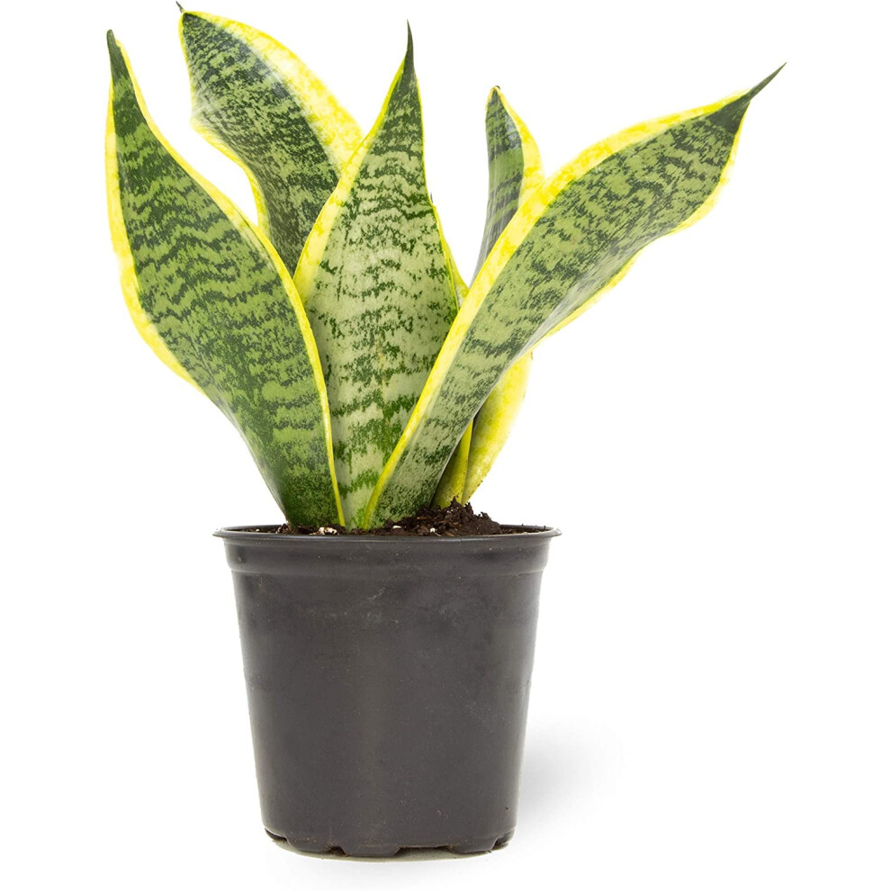 Altman Plants, Live Snake Plant, Sansevieria trifasciata Superba, Fully Rooted Indoor House Plant in Pot, Mother in Law Tongue Sansevieria Plant, Pot