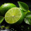 (Lime) 10ml Bottle - High Strength Flavourings. 1
