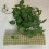 50pcs Soilless Rock Wool Blocks for Hydroponics, 40x40x40mm 10