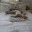 AllPetSolutions Alfie Dog Sofa Bed in Grey - 3 Way Use 7