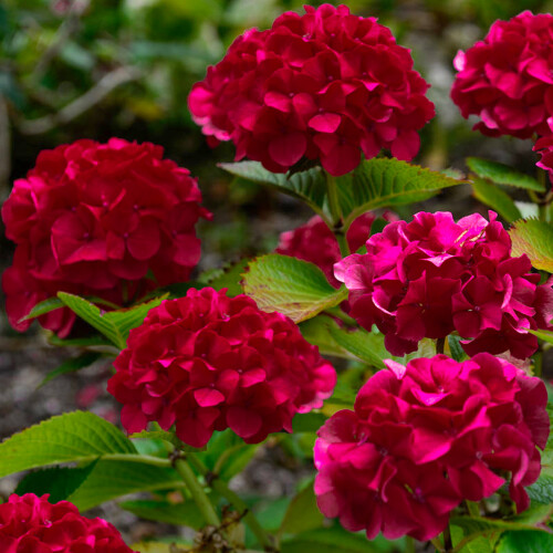 Gardeners Dream Hydrangea paniculata Wims Red Compact Deciduous Potted Shrub Garden Plant
