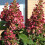 Gardeners Dream Hydrangea paniculata Wims Red Compact Deciduous Potted Shrub Garden Plant 5