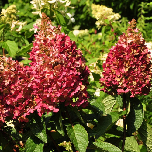 Gardeners Dream Hydrangea paniculata Wims Red Compact Deciduous Potted Shrub Garden Plant 2