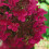 Gardeners Dream Hydrangea paniculata Wims Red Compact Deciduous Potted Shrub Garden Plant 6