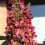 Gardeners Dream Hydrangea paniculata Wims Red Compact Deciduous Potted Shrub Garden Plant 4