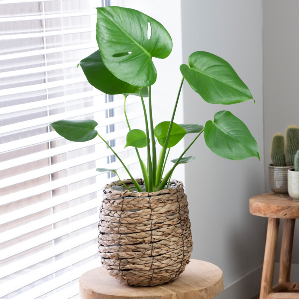 Gardeners Dream Unique Monstera Swiss Cheese Plant | Indoor Premium Plant Gift | (40-50Cm Incl.