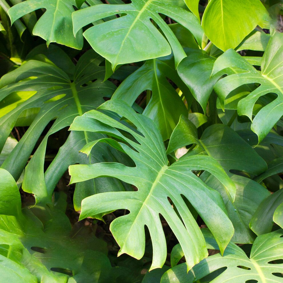 Gardeners Dream Monstera Swiss Cheese Plant | Air-Purifying Houseplant | (40-50Cm Incl. Pot)