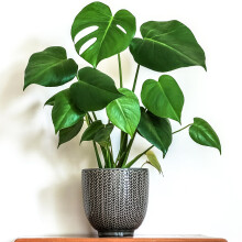 1 x Stunning Monstera Deliciosa | 40-50cm Potted Indoor Houseplant