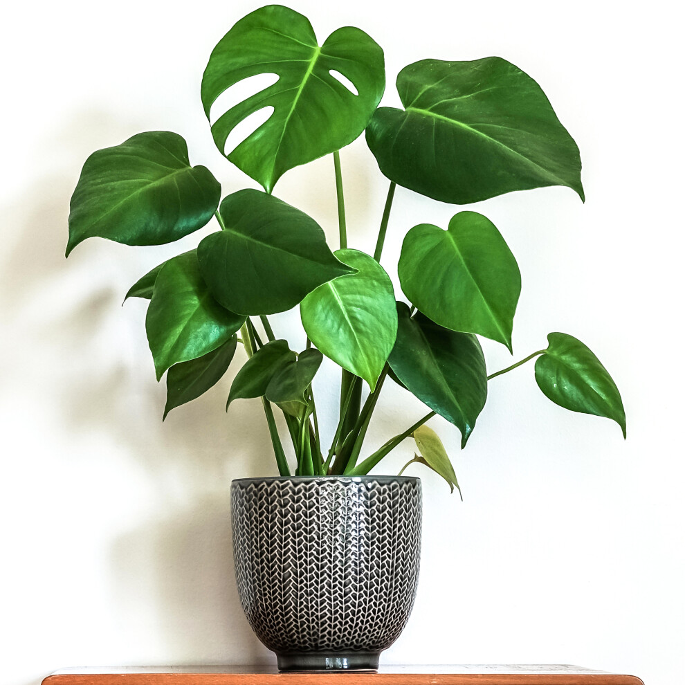 1 x Stunning Monstera Deliciosa | 40-50cm Potted Indoor Houseplant