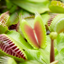 Venus Fly Trap Small Air Purifying House Plant for Home and Office in 9cm Pot