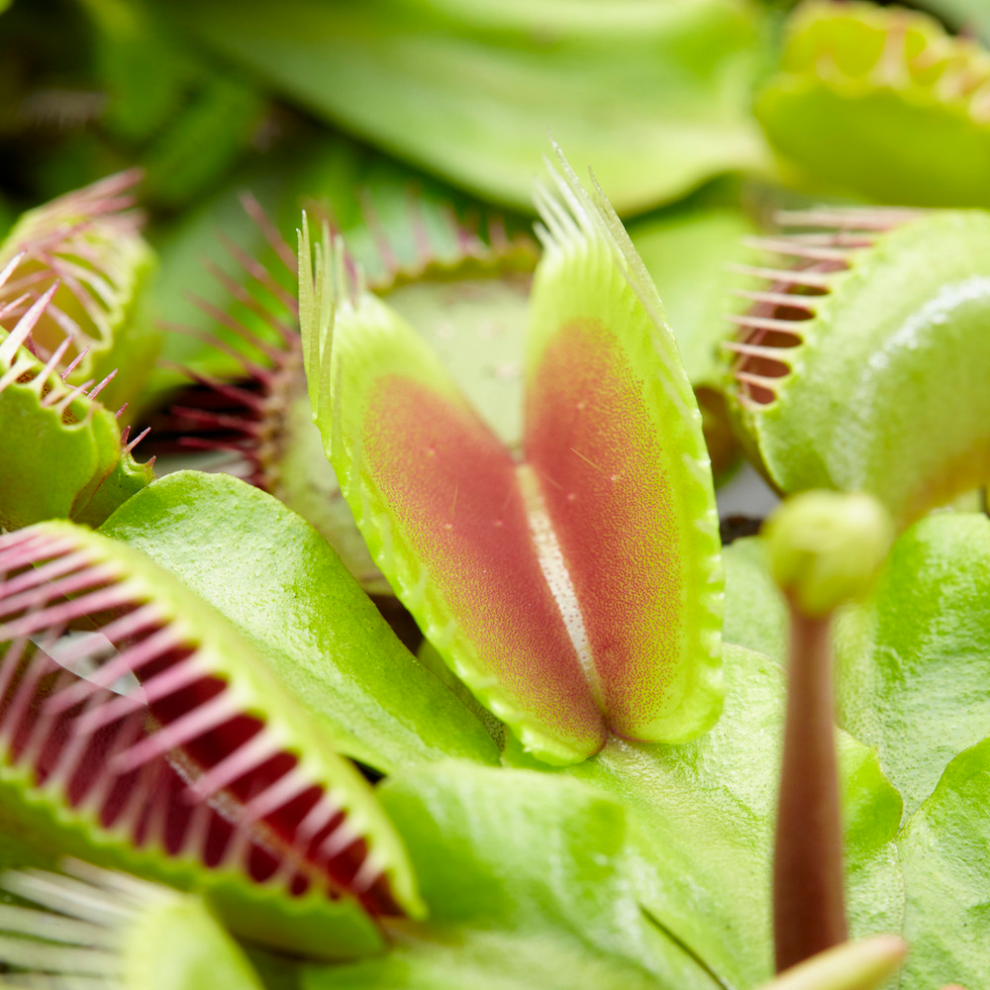Venus Fly Trap Small Air Purifying House Plant for Home and Office in 9cm Pot
