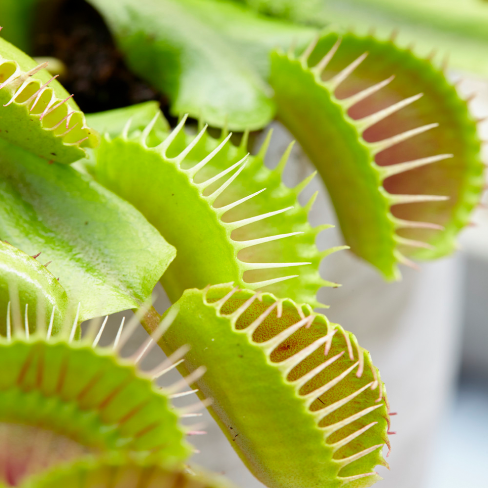 Venus Fly Trap for Home and Office Air Purifying Indoor House Plant in 9cm Pot